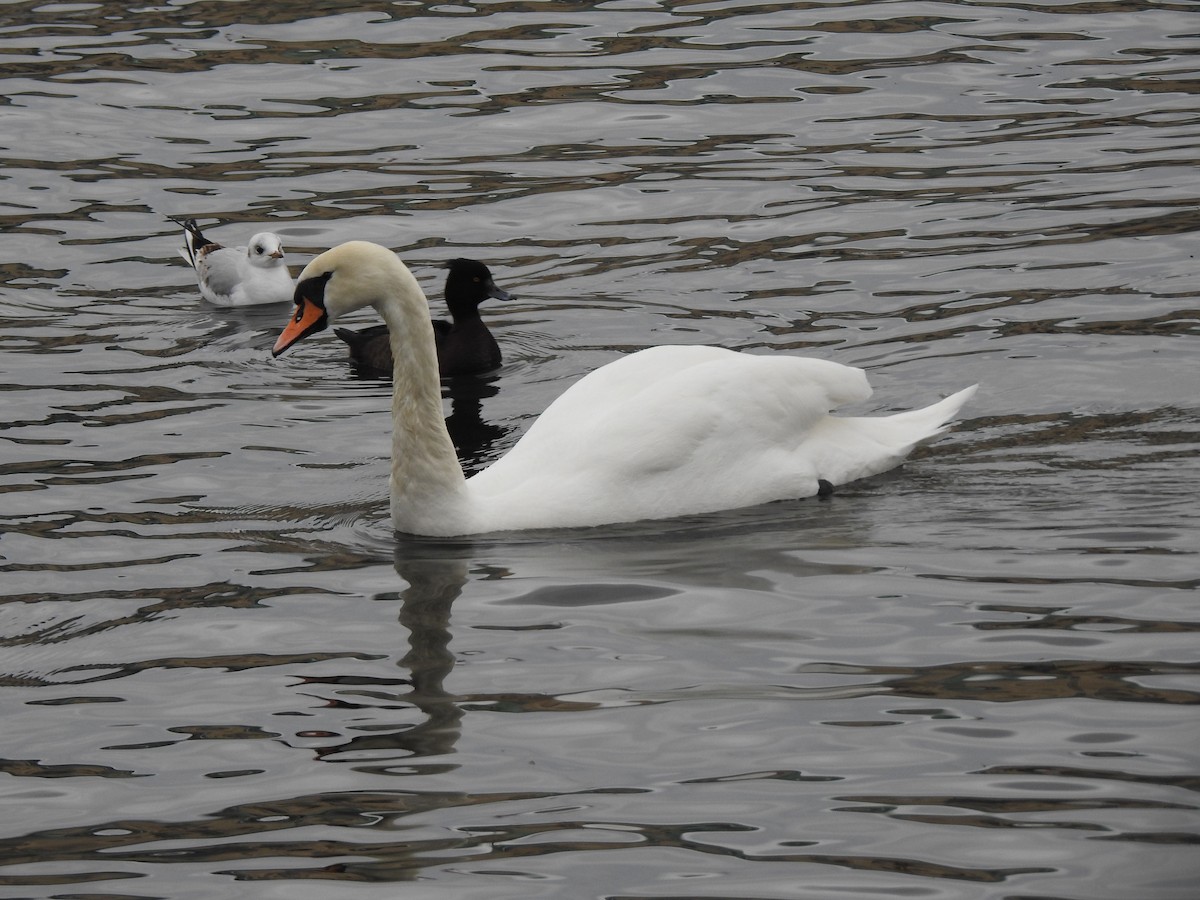 Cygne tuberculé - ML615348060