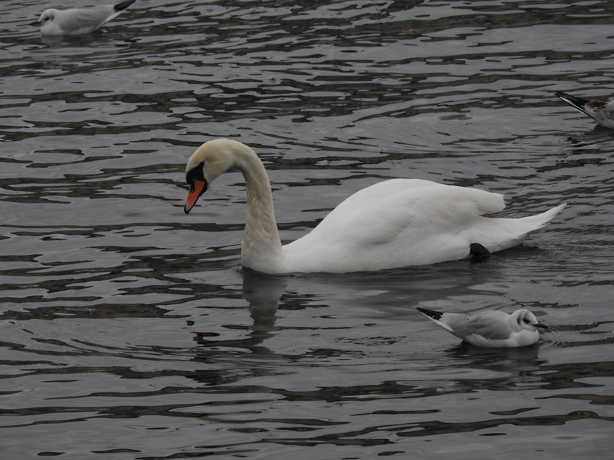 Cygne tuberculé - ML615348063