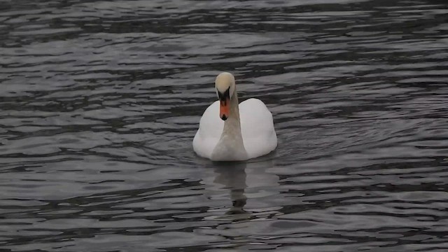 Cygne tuberculé - ML615348081