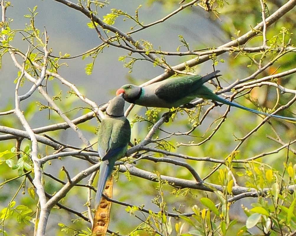 Malabar Parakeet - JOE M RAJA