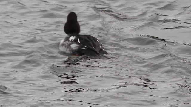 Common Goldeneye - ML615348216