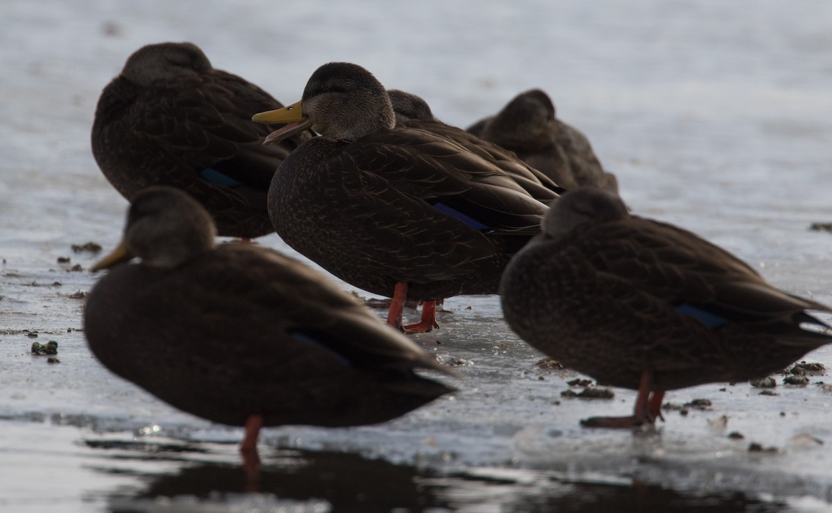 American Black Duck - ML615348266