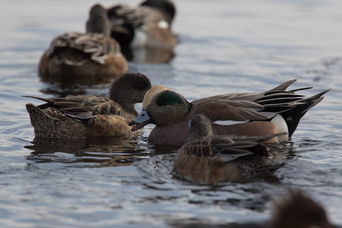 American Wigeon - ML615348272