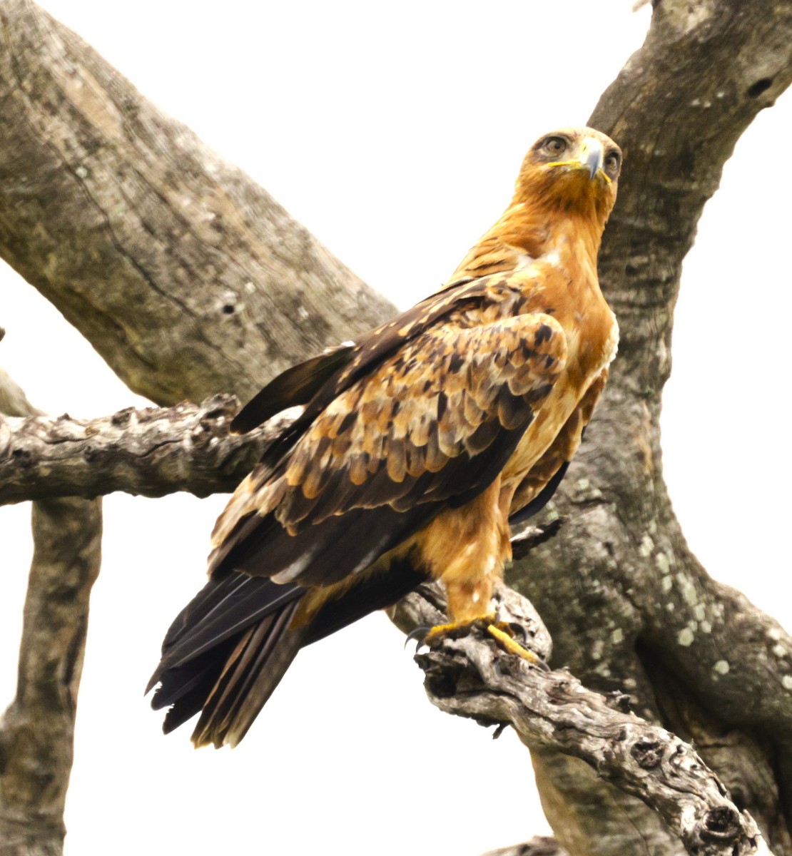 Tawny Eagle - ML615348276