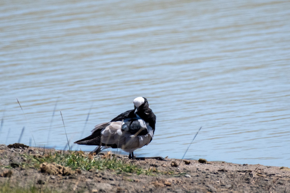 Blacksmith Lapwing - ML615348281