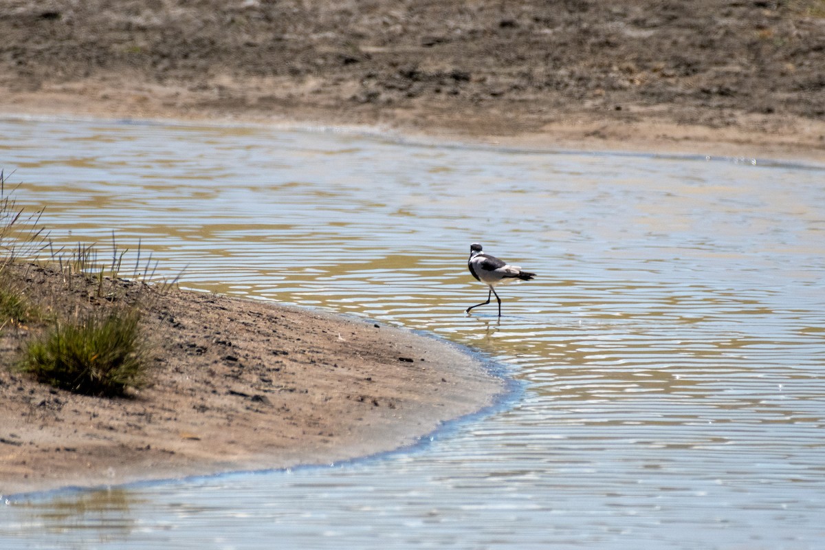 Blacksmith Lapwing - ML615348286