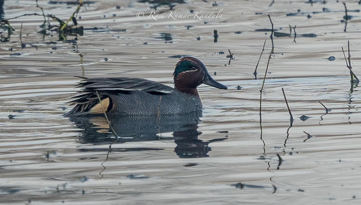 Green-winged Teal - ML615348302