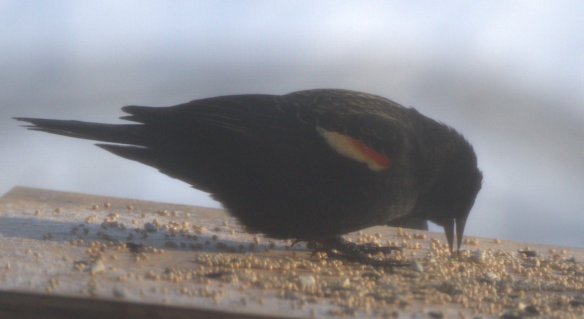 Red-winged Blackbird - Jim de Waal Malefyt