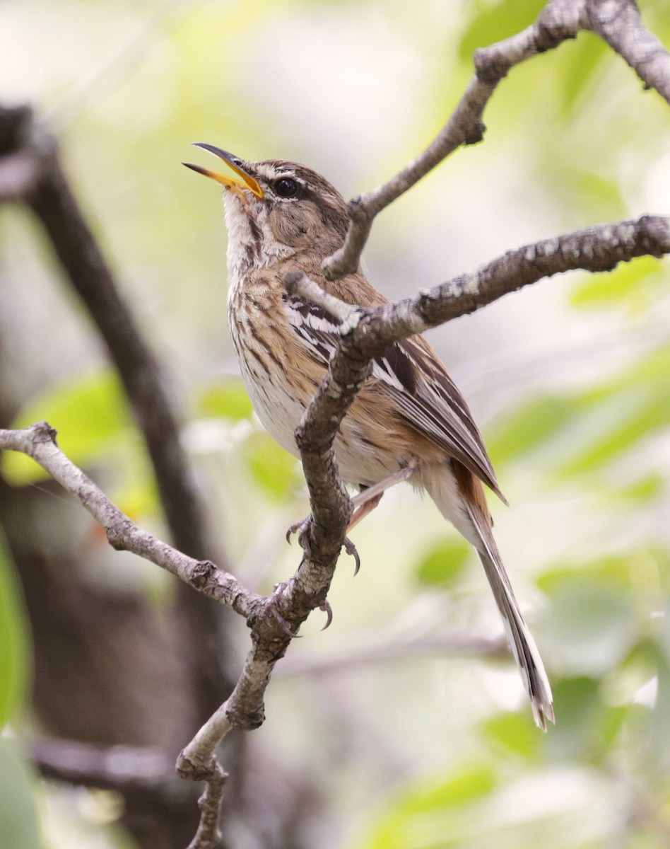 Red-backed Scrub-Robin - ML615348356