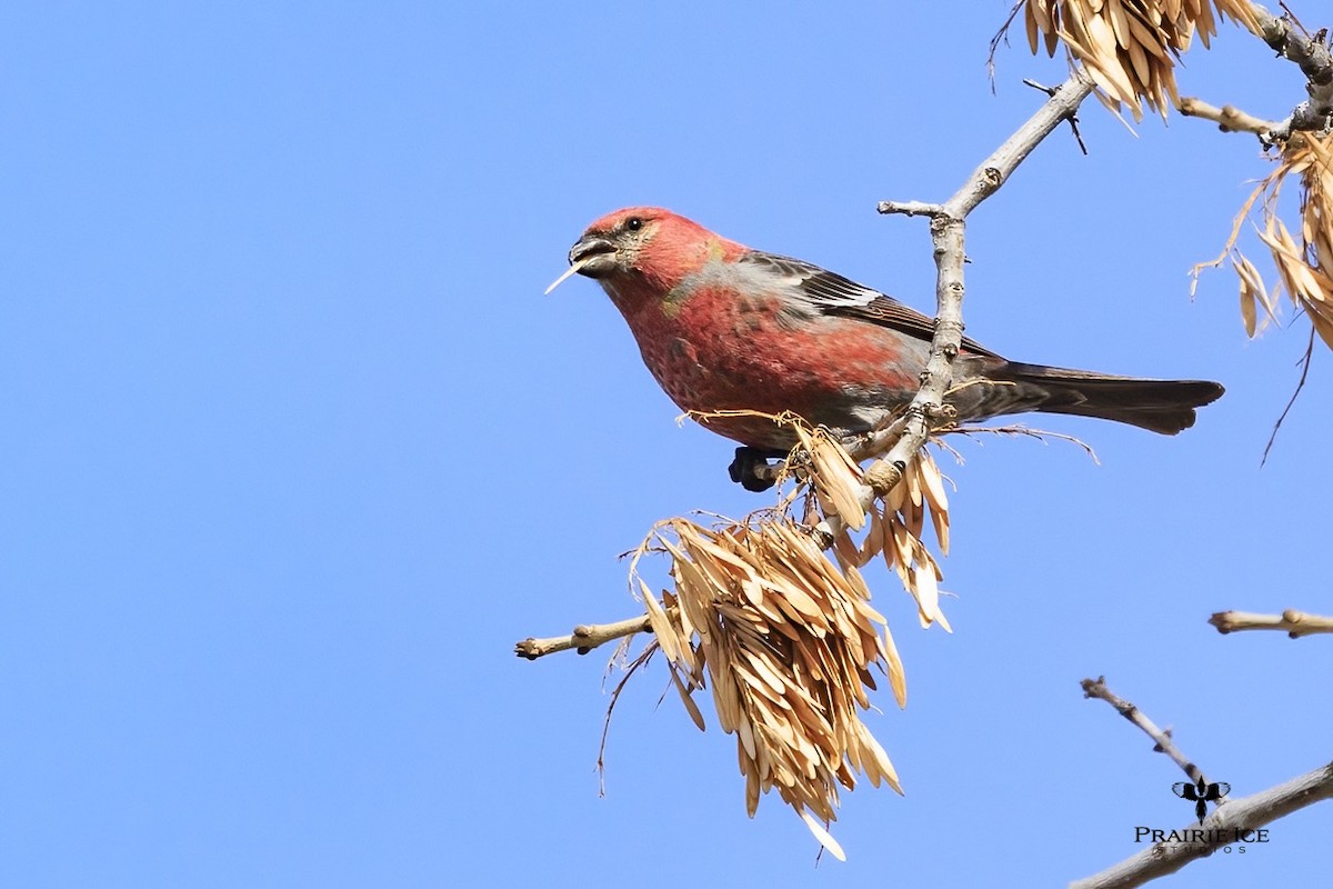 Pine Grosbeak - ML615348362