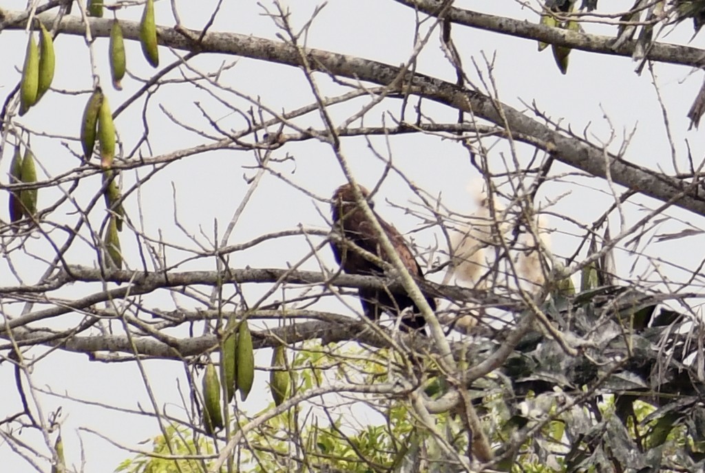 Greater Spotted Eagle - ML615348453