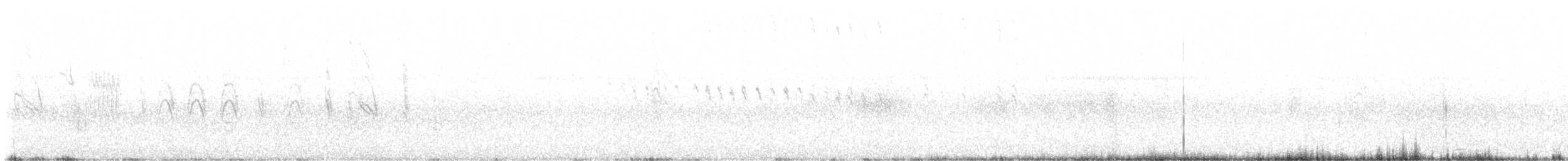 Weißbauch-Dickichtschlüpfer - ML615348494