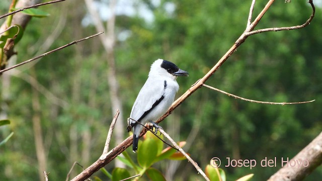 Black-crowned Tityra - ML615348525