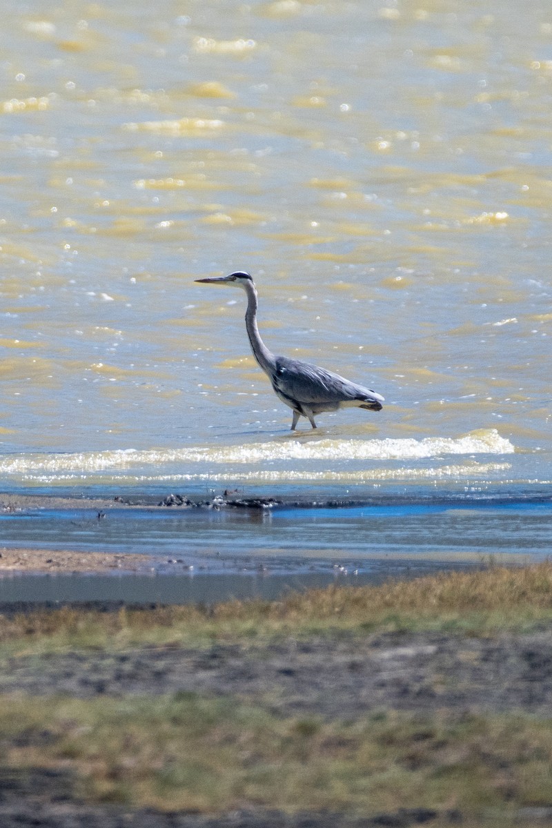 Gray Heron - ML615348567