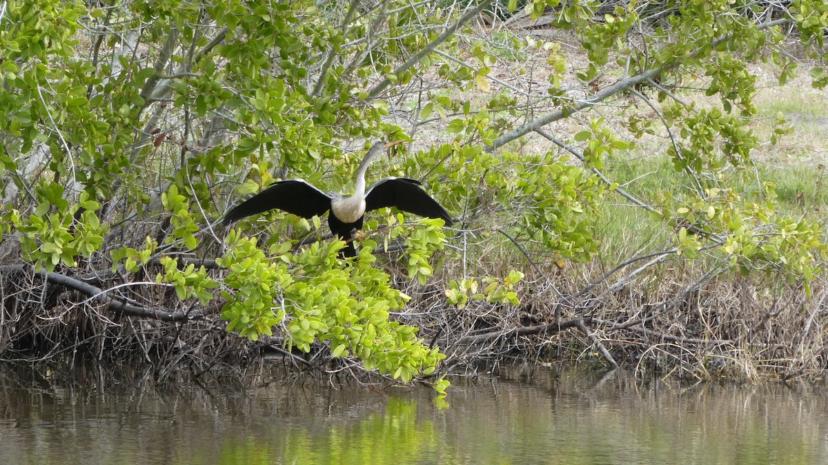 Amerika-Schlangenhalsvogel - ML615348595