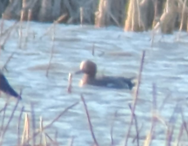 Eurasian Wigeon - ML615348598