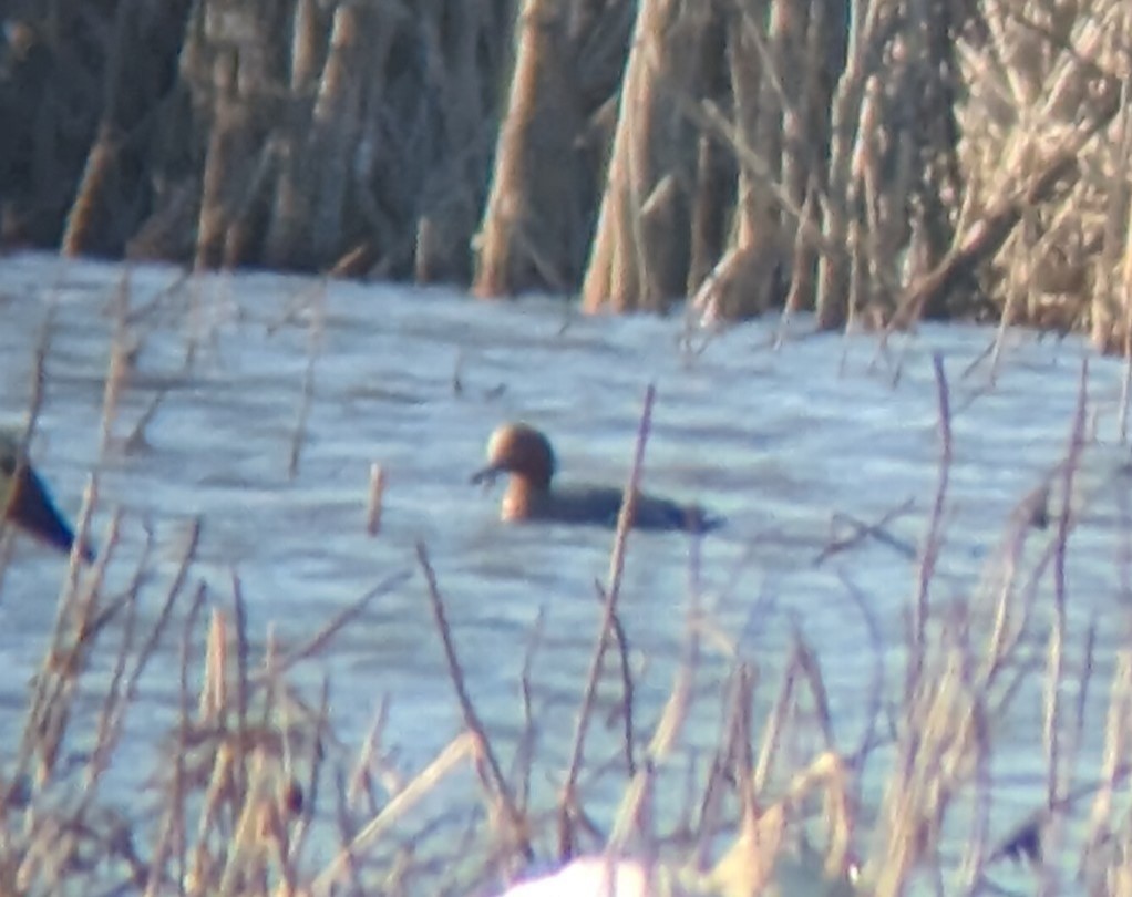 Eurasian Wigeon - ML615348599