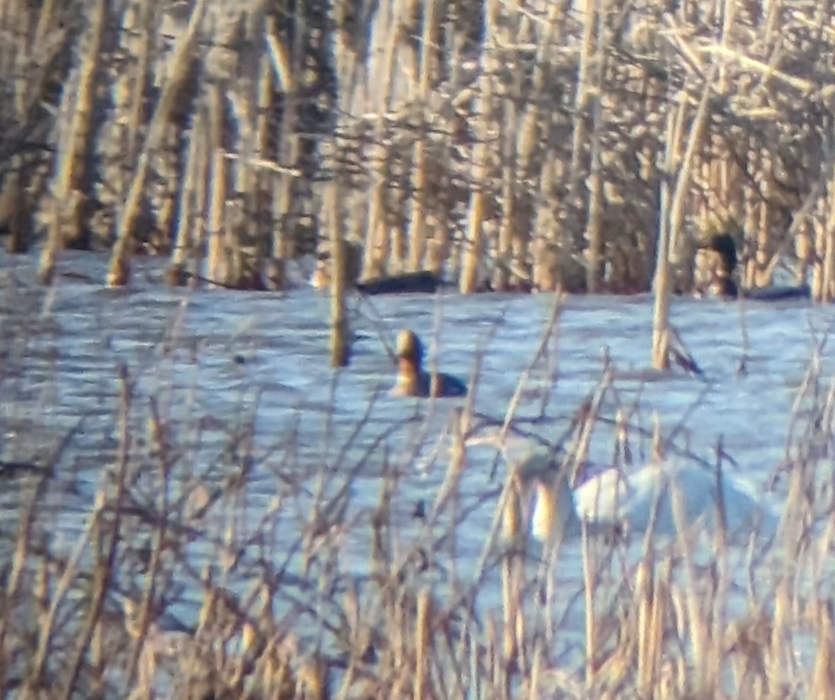 Eurasian Wigeon - ML615348600