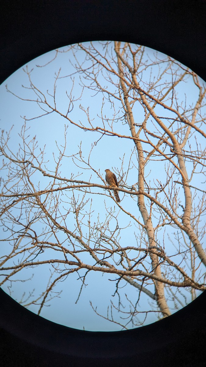 Sharp-shinned Hawk - ML615348604