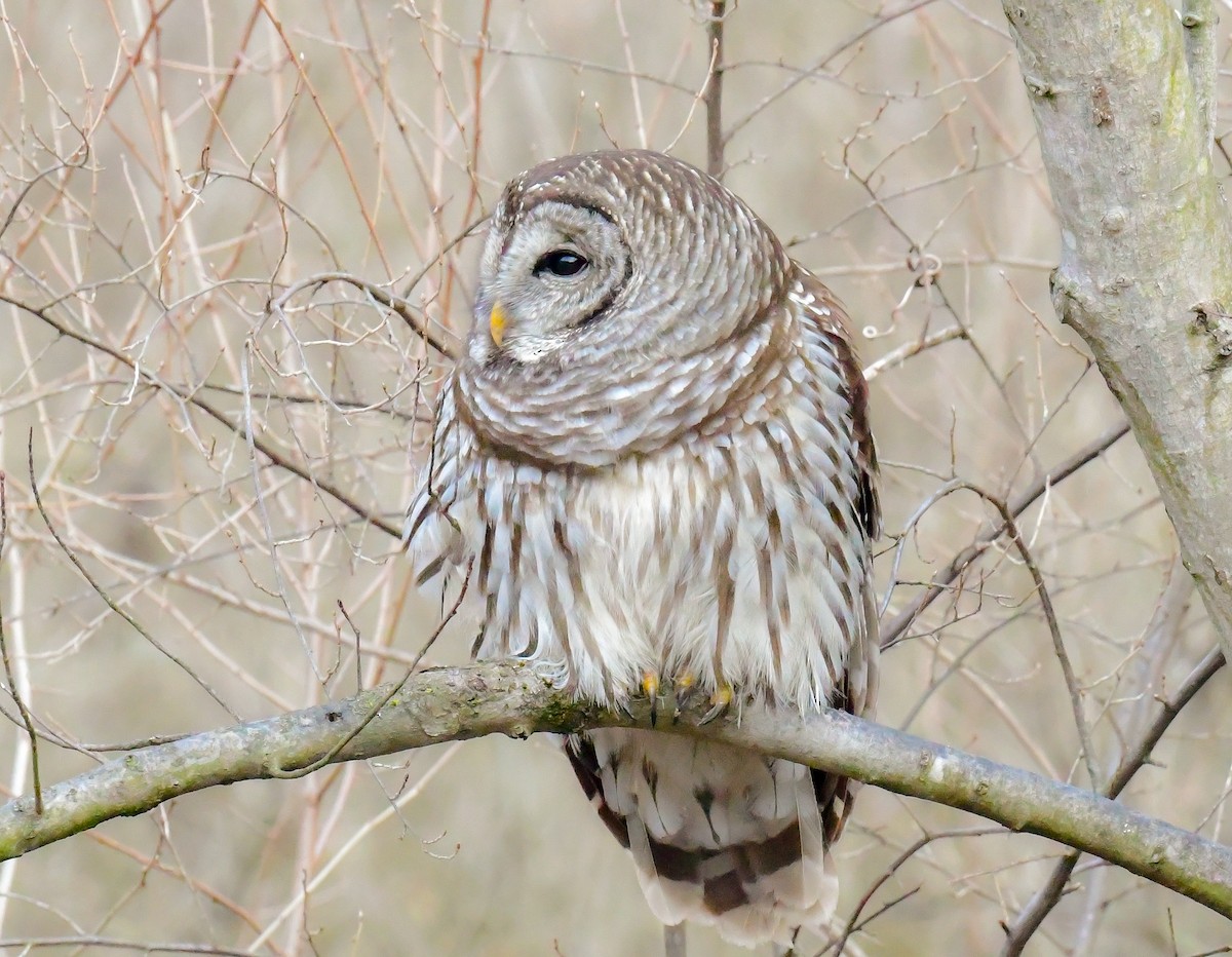 Barred Owl - ML615348623