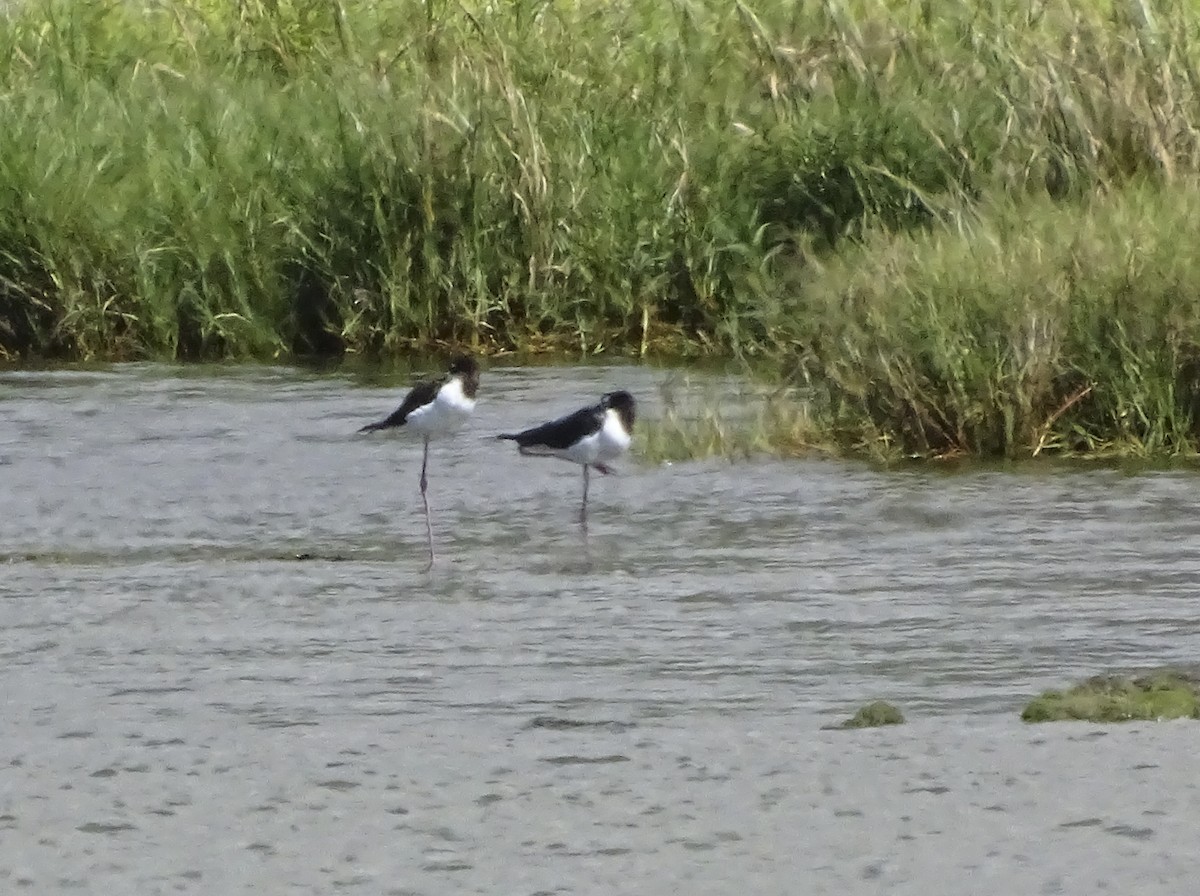 Black-necked Stilt (Hawaiian) - ML615348637