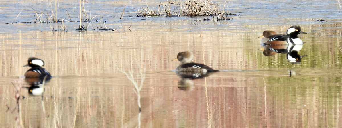 Hooded Merganser - ML615348666