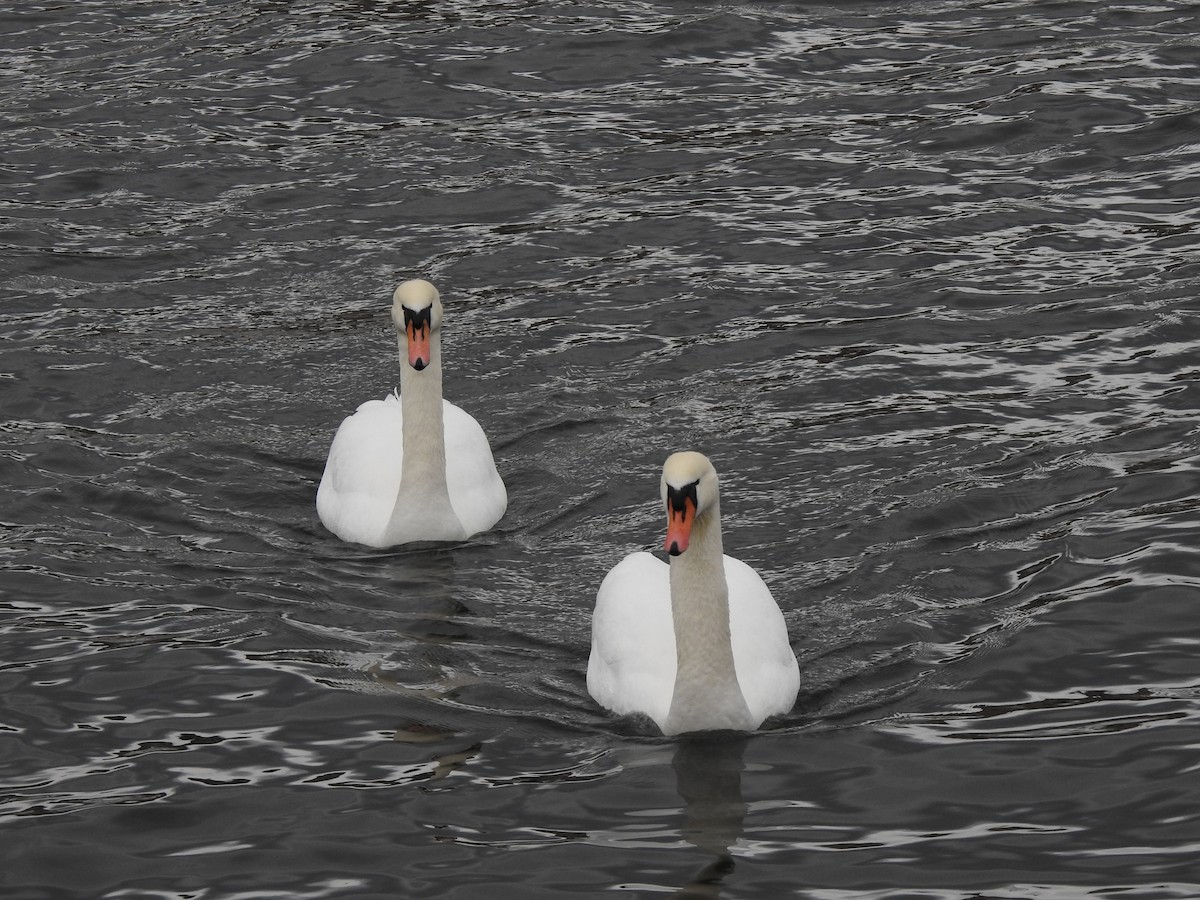 Cygne tuberculé - ML615348674