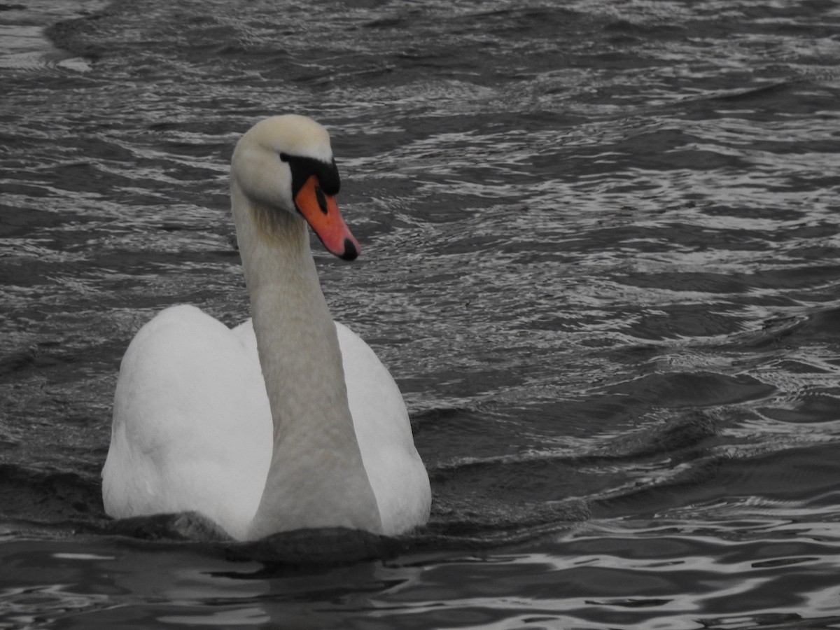 Cygne tuberculé - ML615348680