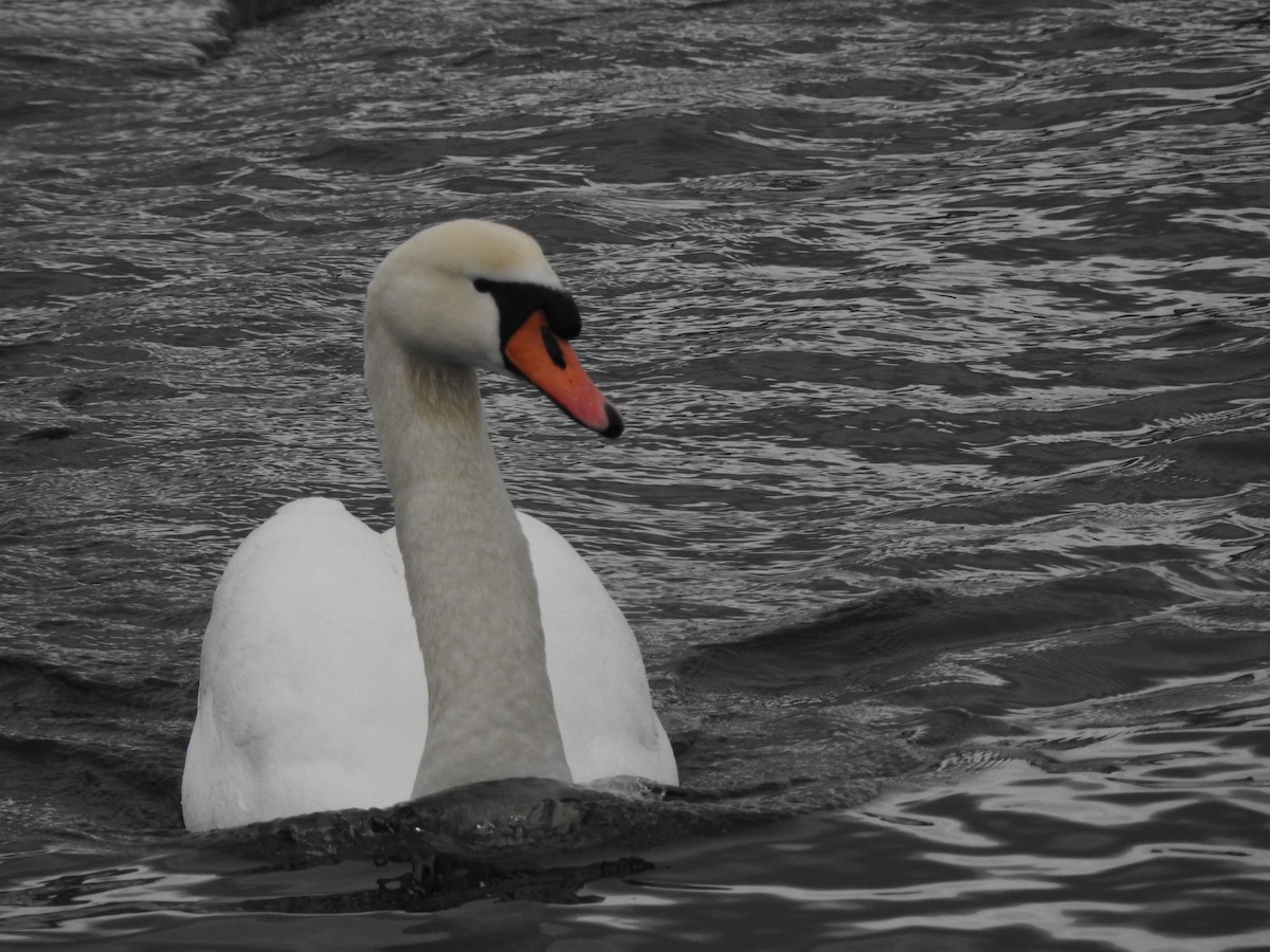 Mute Swan - ML615348681