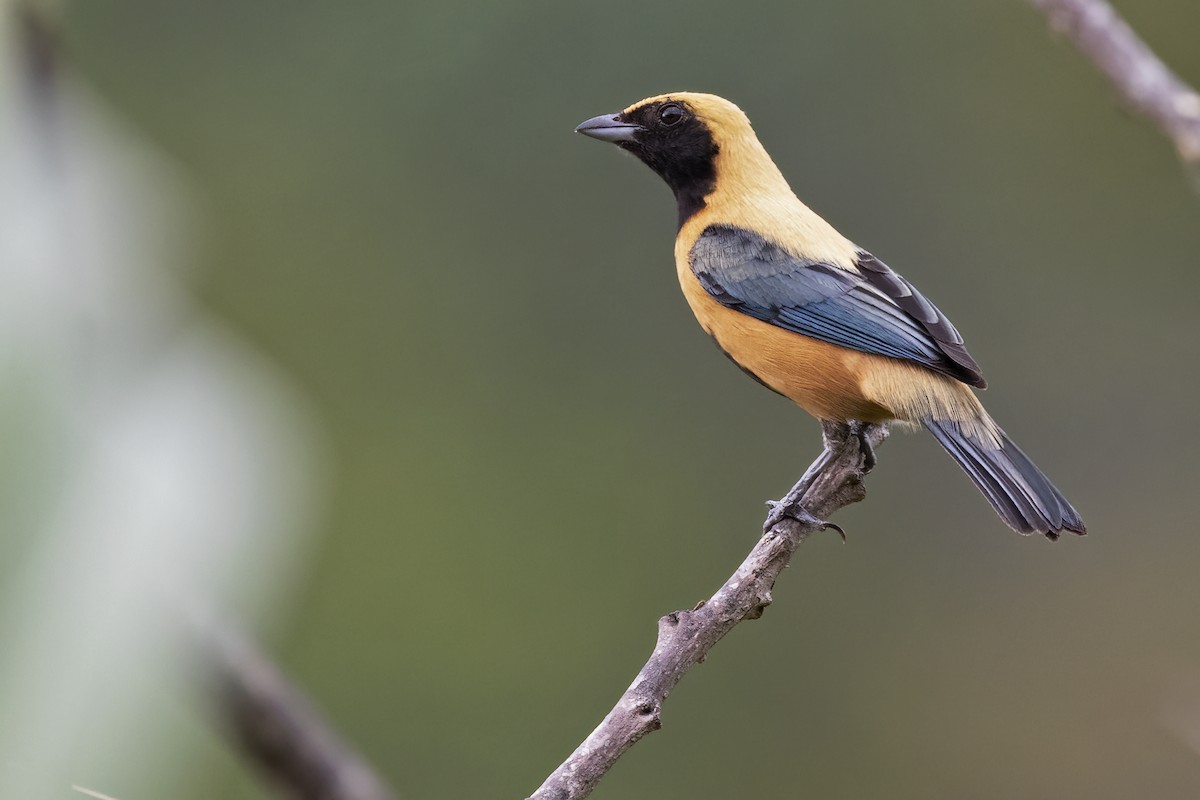 Burnished-buff Tanager - ML615348683