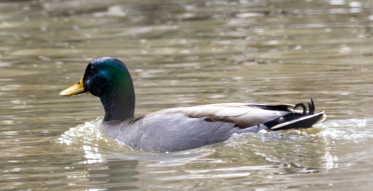 Canard colvert - ML615348685