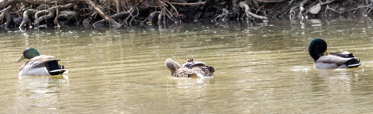 Canard colvert - ML615348686