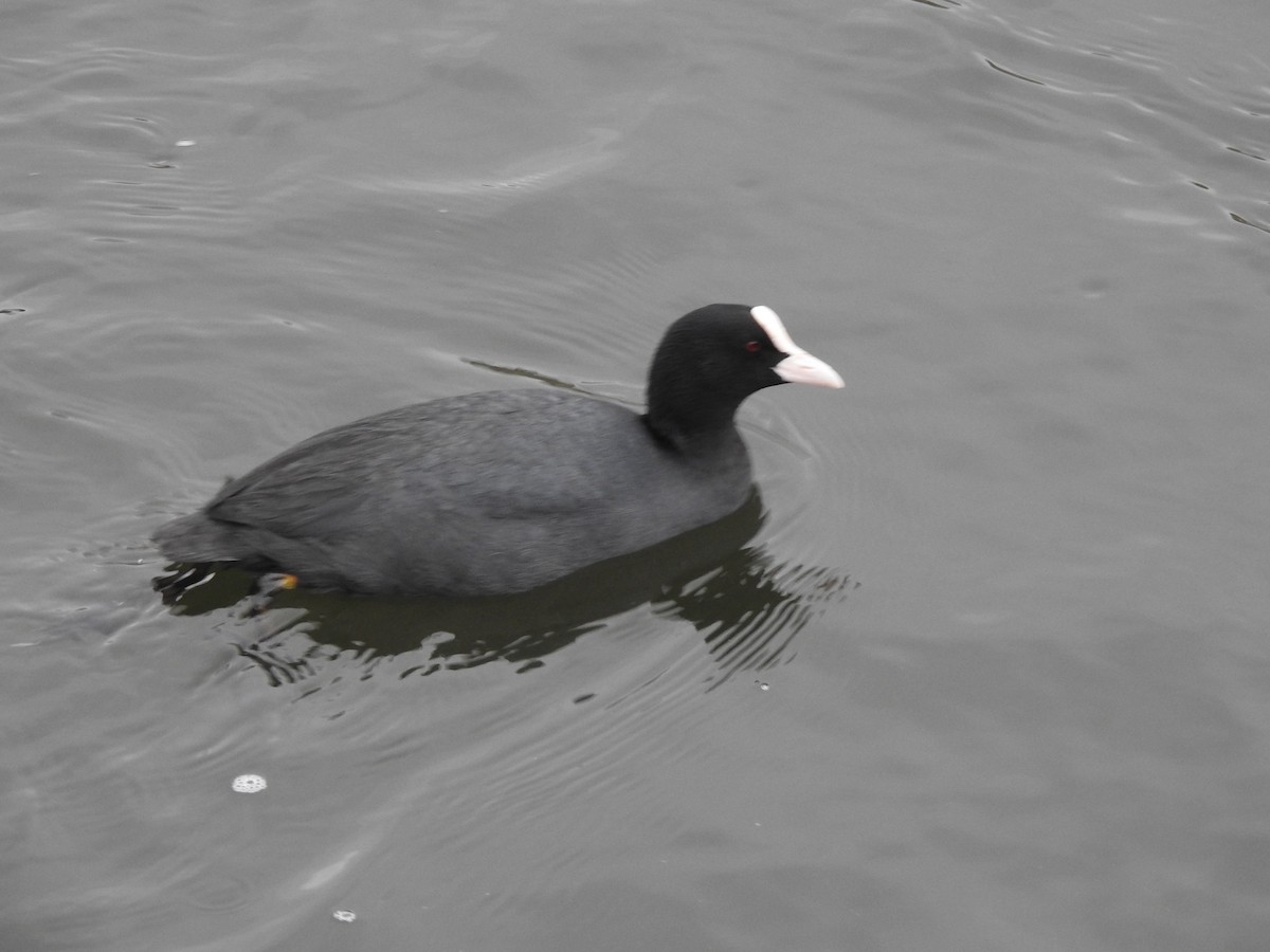 Eurasian Coot - ML615348698