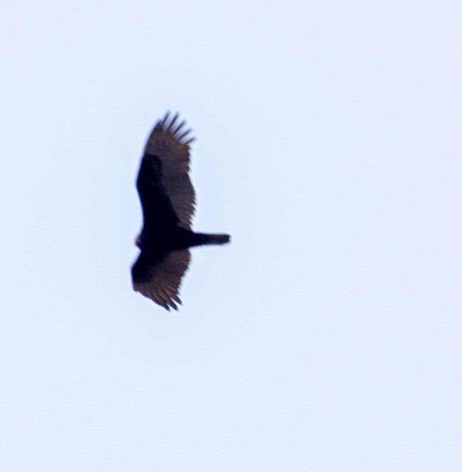 Turkey Vulture - George Keller