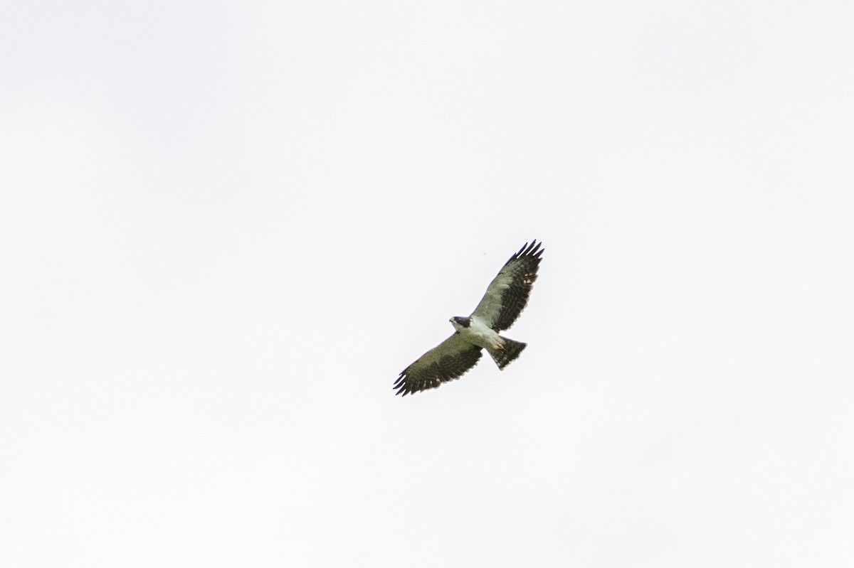 Short-tailed Hawk - ML615348704