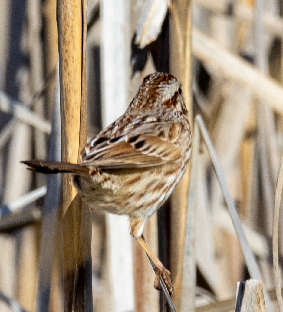 Song Sparrow - George Keller