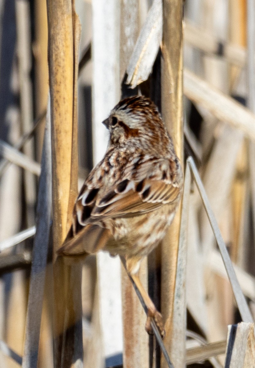 Song Sparrow - ML615348711