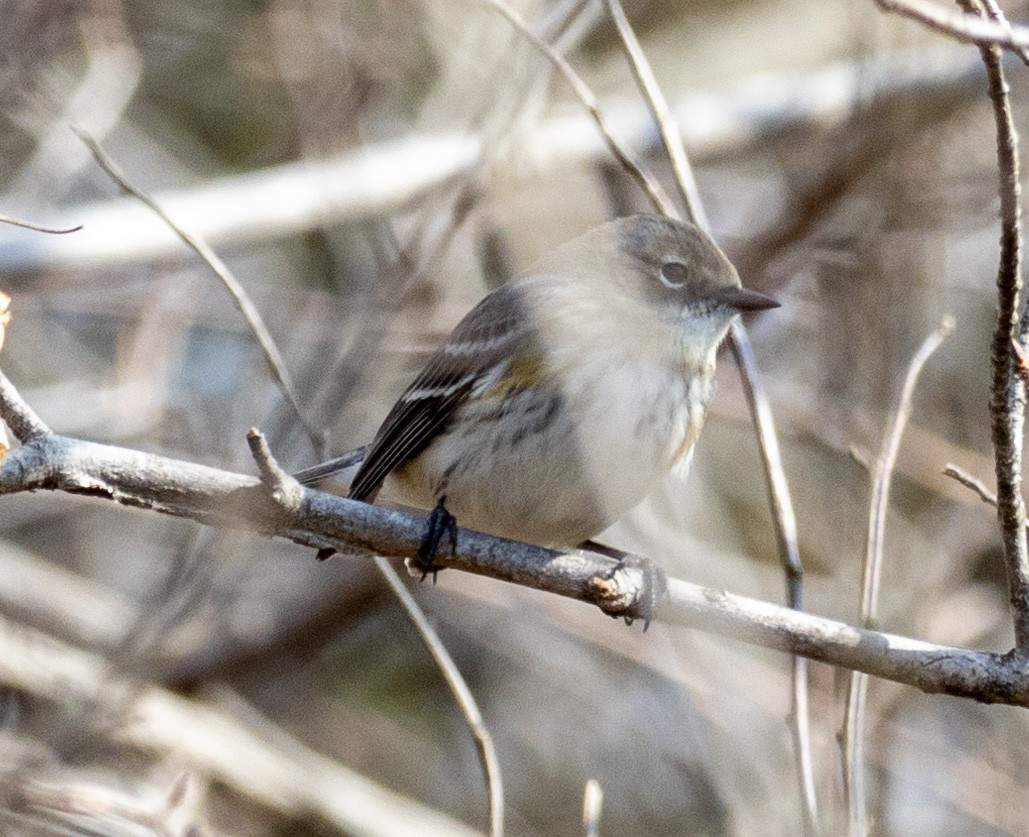 Yellow-rumped Warbler (Myrtle) - George Keller