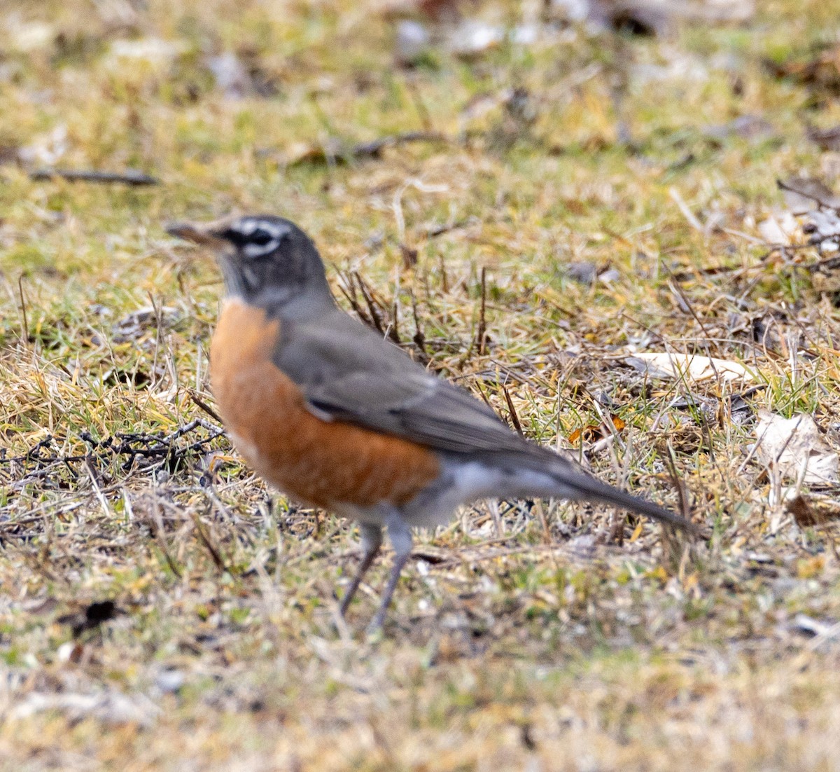 American Robin - George Keller