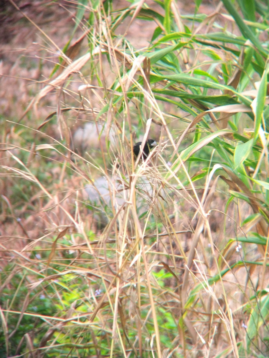 Large-billed Seed-Finch - Angel  Argüello Méndez