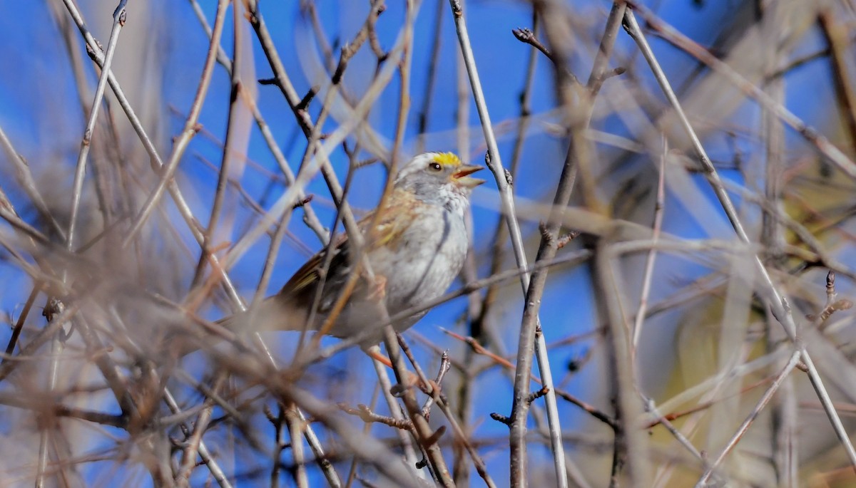 White-throated Sparrow - Russ Boushon  💙🐦🦉🦅