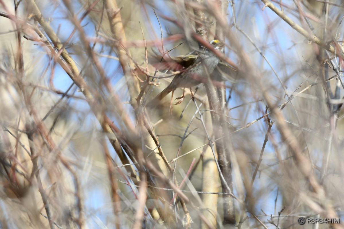 White-throated Sparrow - ML615348832