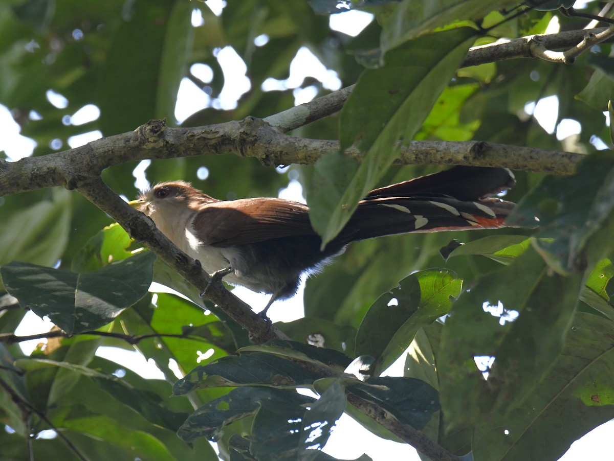 Squirrel Cuckoo (Amazonian) - ML615348881