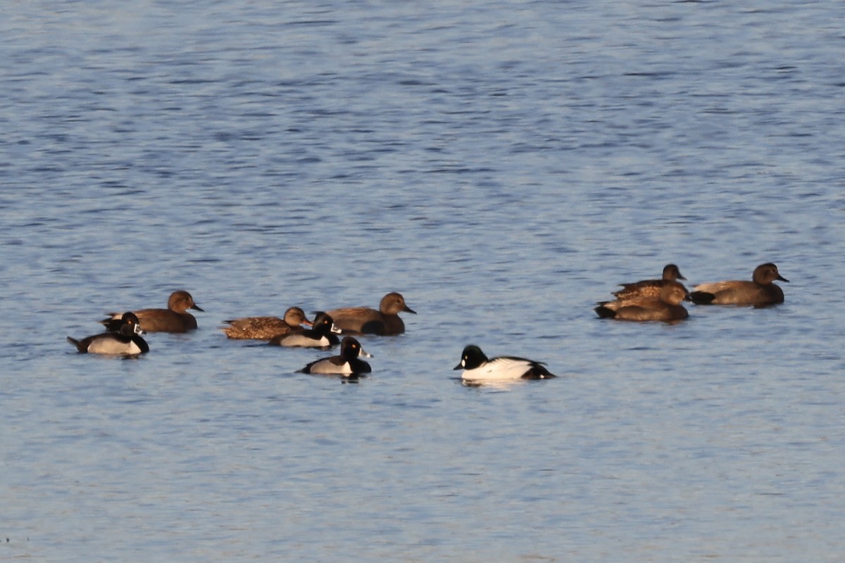 Gadwall - ML615348920