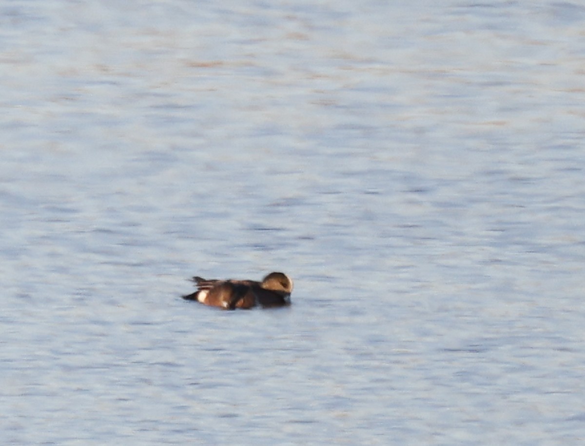 American Wigeon - ML615348930