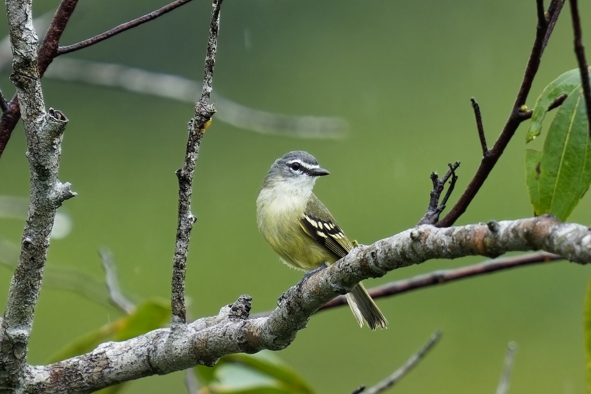 White-lored Tyrannulet - ML615348963