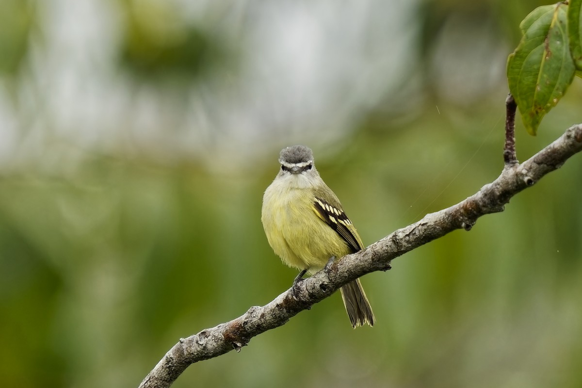 White-lored Tyrannulet - ML615348965