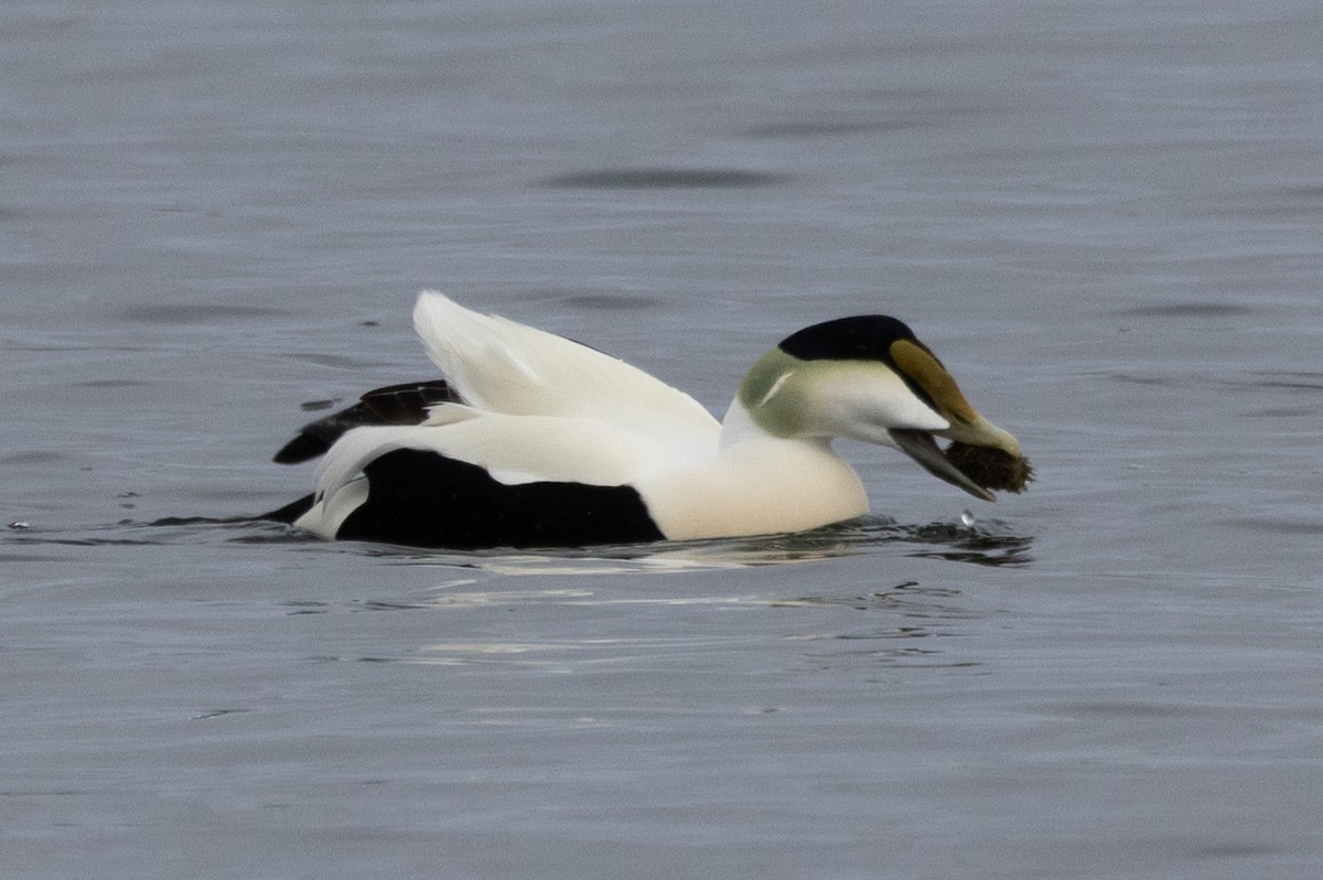 Common Eider - Robert Raffel