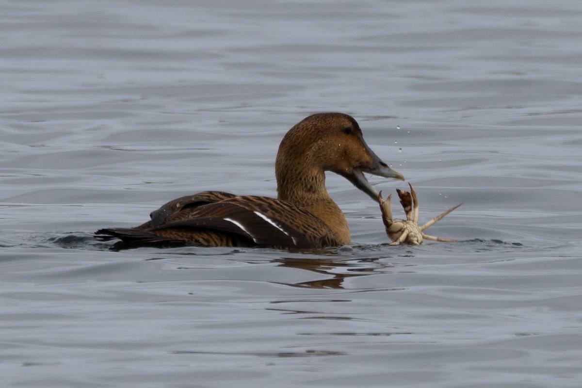 Common Eider - Robert Raffel