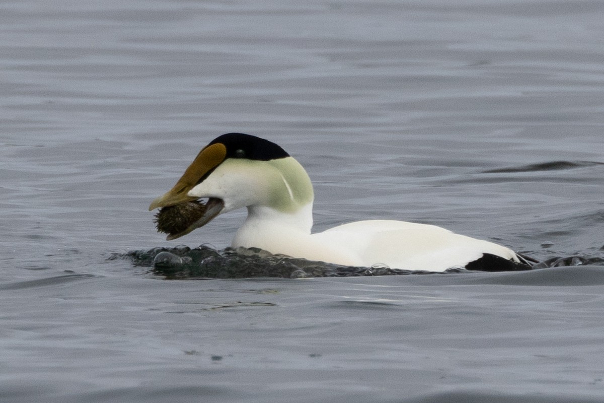 Common Eider - Robert Raffel